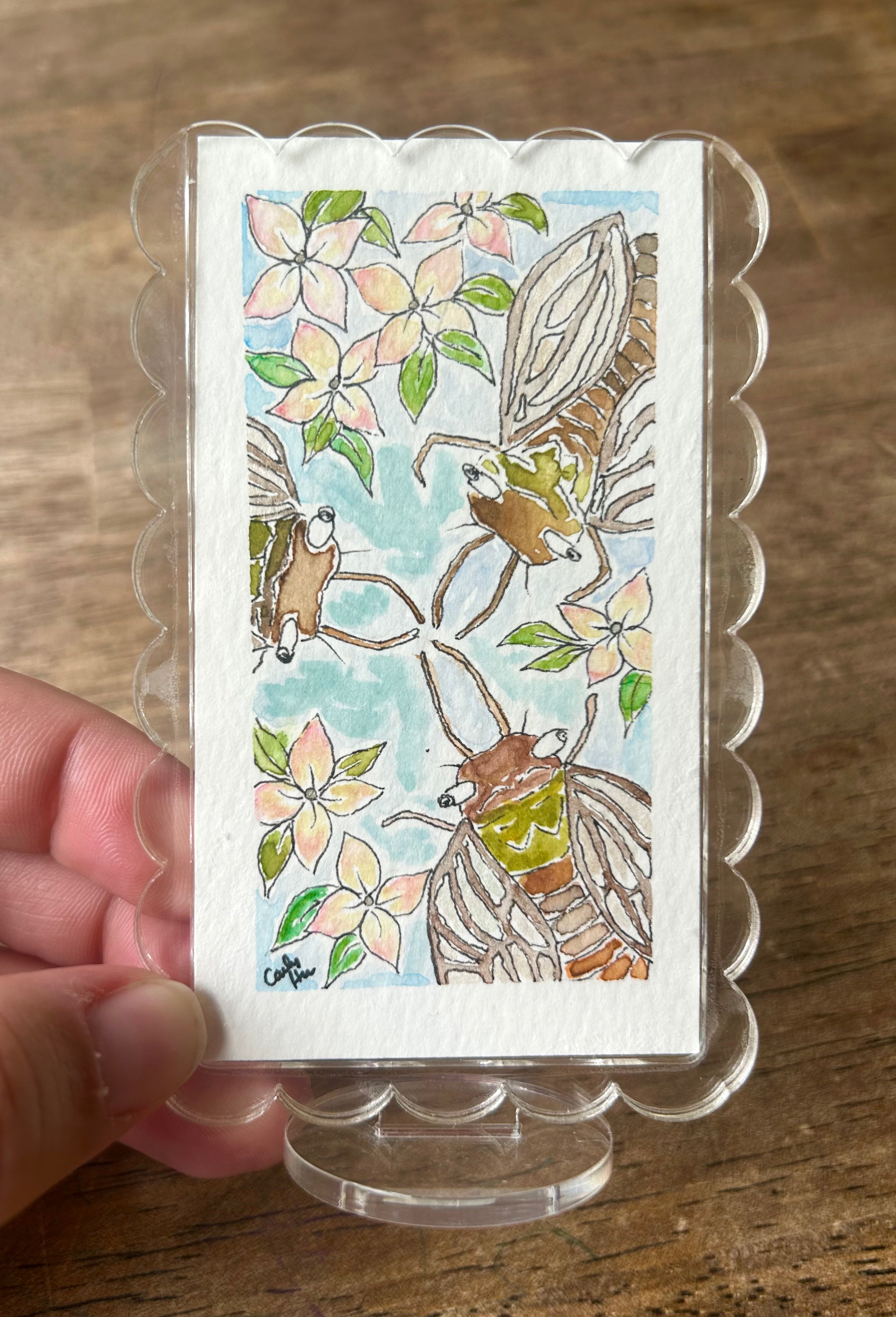 Conferring Cicadas (Original)